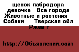 щенок лабродора девочка - Все города Животные и растения » Собаки   . Тверская обл.,Ржев г.